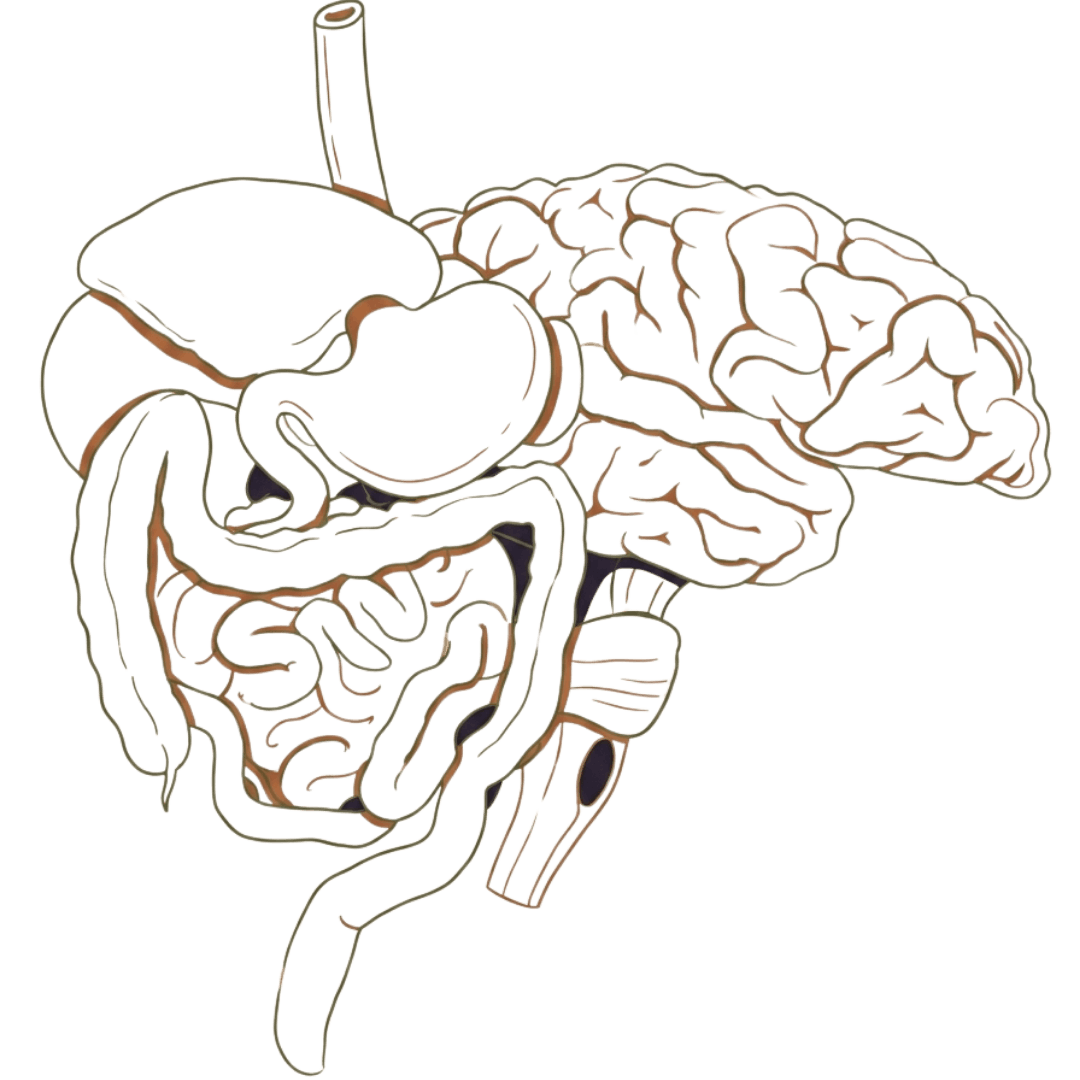 Eje intestino-cerebro